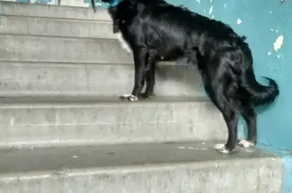 Найдена собака в Североморске без сопровождения