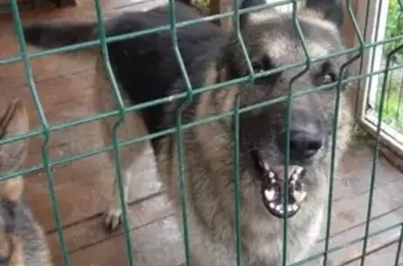 Найдена собака в поселке Ворошиловском, ищем хозяина!