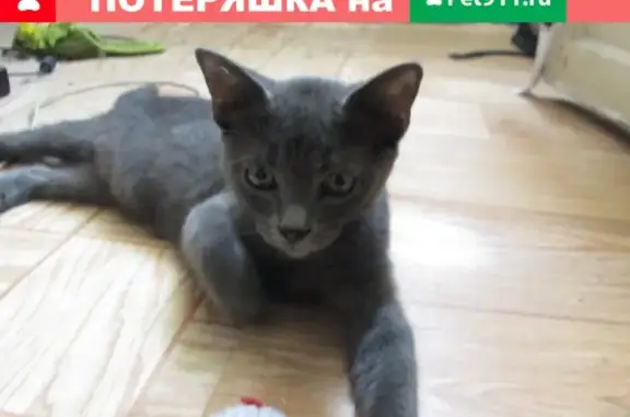 Пропала кошка на улице Гагарина, Сочи