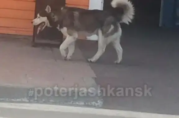 Пропала собака возле магазина 