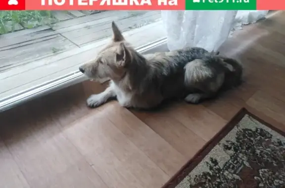 Найдена собака в центре, ищу хозяев (Челябинск)