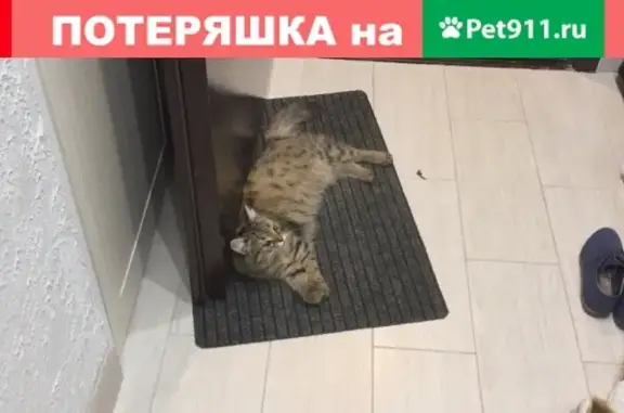 Ласковая кошка с ошейником в Кемерово