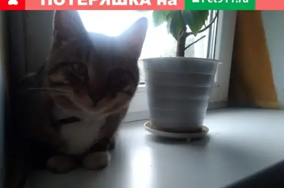 Кошки потеряшки, Тамбов, фото: Потеряшка кошка в селе Покрово-Пригородное (Тамбовская область)