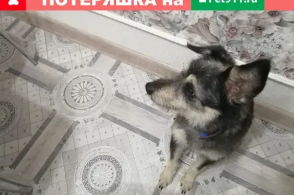 Пропал пес Макс, Немецкий ягдтерьер, возраст 12 лет, с дачного поселка в Московской области