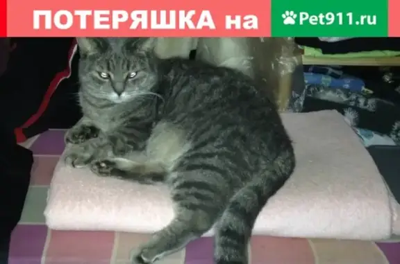 Пропала кошка в Сергиевом Посаде