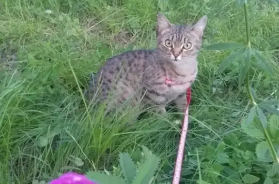 Пропала кошка в Прокопьевске, район 16 училища, откликается на Василиса и Вася