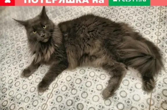 Пропала кошка в Раменском районе, Московская область