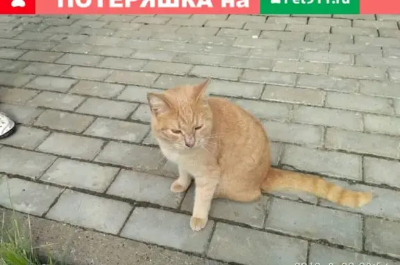 Найдена кошка в Московском районе, ищем хозяев!