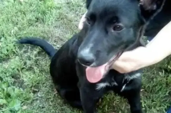 Найден щенок в Москве, ЮВАО