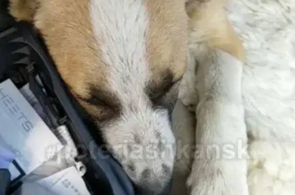 Найдена собака в Новосибирске, ищем хозяина!