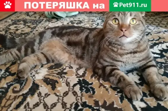 Найден крупный кот в Центральном районе Тольятти