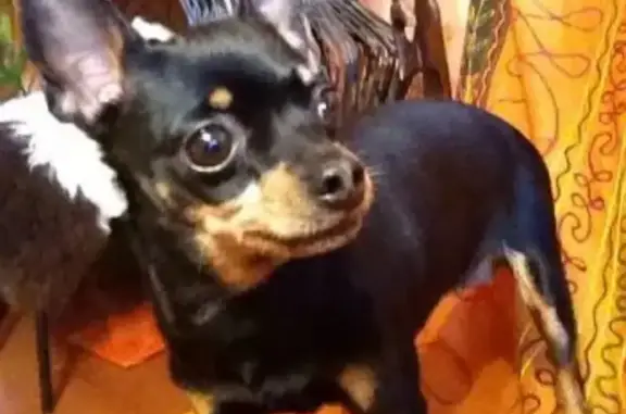 Собаки потеряшки, Тверь, фото: Потеряшка старая собака Малика на Бульваре Ногина, Тверь