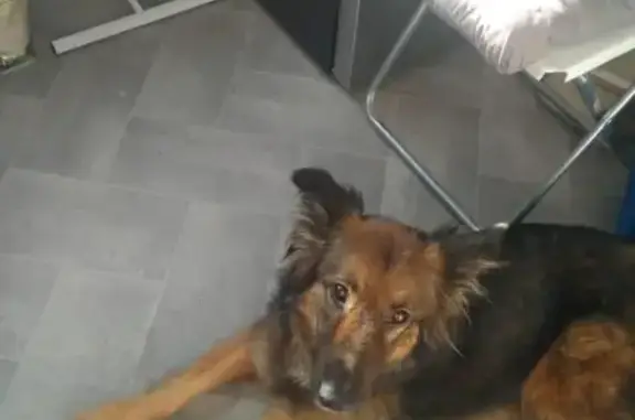 Пропала собака в районе Северный, Москва