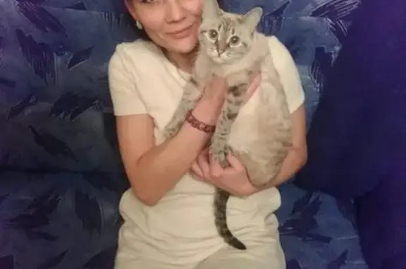 Пропала кошка на Игнатова 11А в Орле