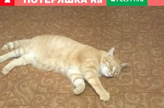Найдена рыжая кошка на улице Энергетиков, 45А