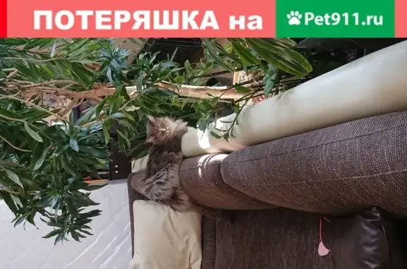 Кошки потеряшки, Москва, фото: Потеряшка кошка 