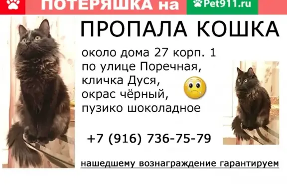 Кошки потеряшки, Москва, фото: Потеряшка кошка на Поречной, 27к1, вознаграждение 10000р.