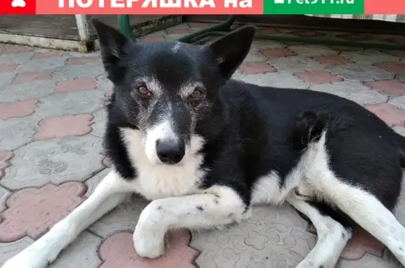 Пропала собака в Михайловке, вознаграждение гарантировано.