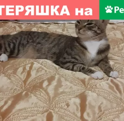 Пропала кошка в Белоярском, 1 мкр. Д.24