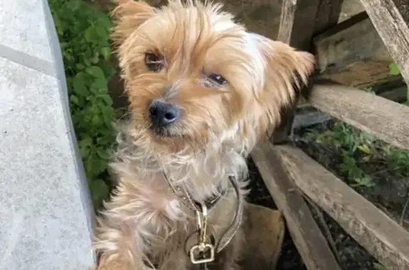 Найдена собака, Узловая, фото: Найден йорк девочка в Узловой