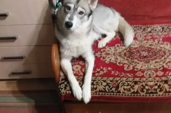 Найдена молодая собака в Иваново, ищет дом