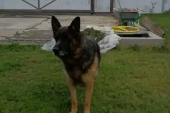 Пропала собака в Солнечногорском районе, д. Меленки - немецкая овчарка Рада