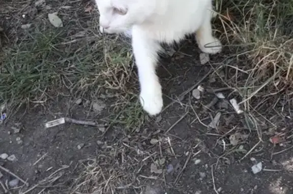 Пропал глухой белый кот возле Индустриальной, Новороссийск