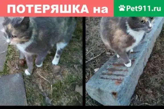 Пропала кошка в Кирове, возле деревни Чирки