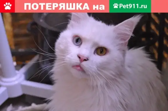 Кошки потеряшки, Москва, фото: Потеряшка кошка в Москве: Герасима-Курина 6к2, Руна, Мейн-кун, вознаграждение.