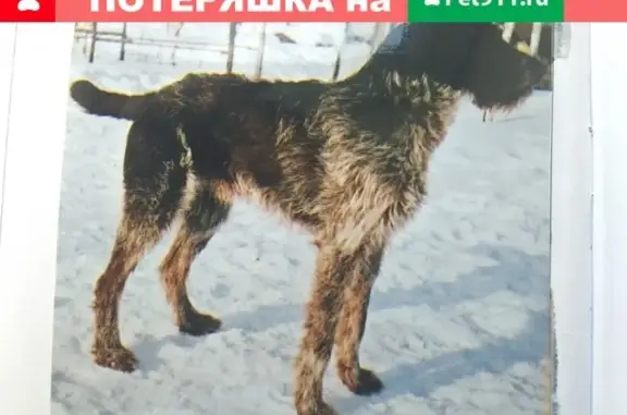 Пропала охотничья собака в Княгинино, Нижегородская область