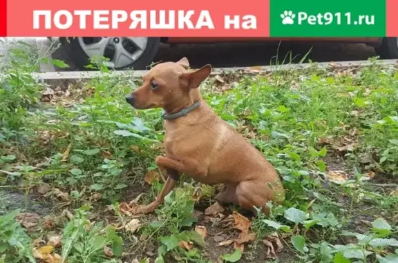 Собака найдена на улице Куусинена, 25.