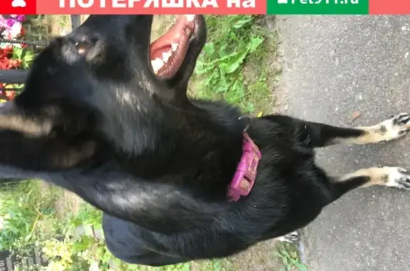 Найдена собака, Москва, фото: Найдена ушастая собака на Рогожском кладбище