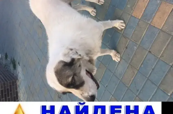 Найдена собака в Подолино, Химки