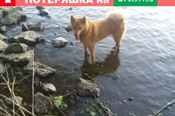 Собаки потеряшки, Санкт-Петербург, фото: Потеряшка собака в ЛО, Волосовский район, поселок Молосковицы