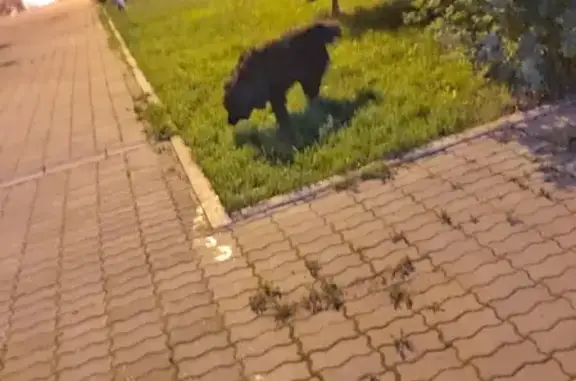 Найдена собака на ул. Крылова, дом 27, Екатеринбург