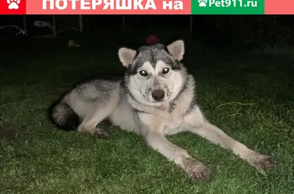 Найдена собака в Истринском районе, метис хаски, ошейник, адрес: МТС, 58А