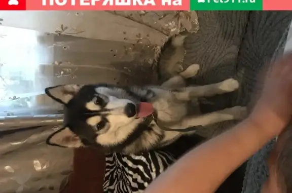 Найдена собака с розовым пятнышком в СПб