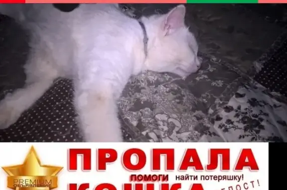 Объявления о пропавших и найденных животных, Кстово, фото: Пропал белый кот Беляш в районе магазина Атак, Кстово
