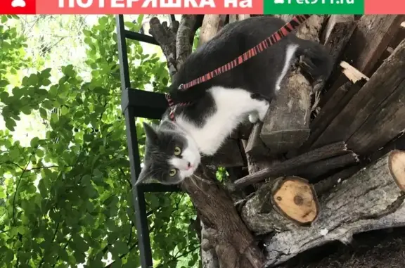 Пропала кошка на Чапаева, Spa центр, Ростовская область