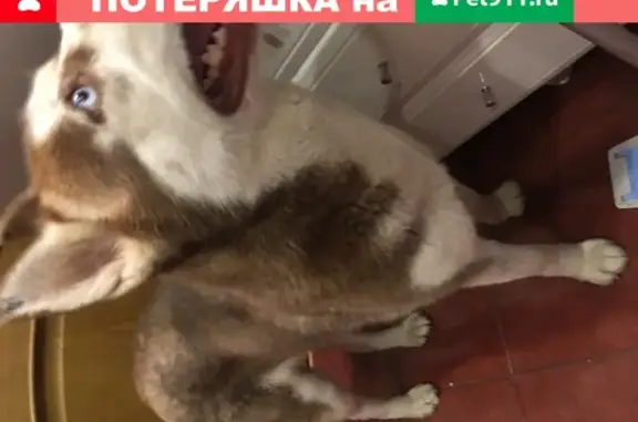 Найдена собака без ошейника в Краснодаре на улице Карасунская.