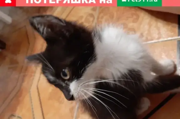 Пропала черно-белая кошка-котенок на улице Шахтёров, 214