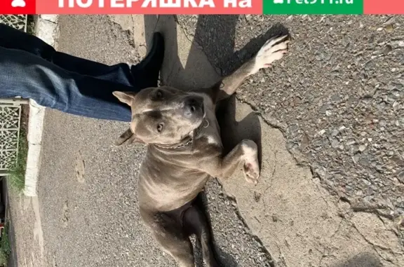Собака на Чебоксарской, бегает 2 дня