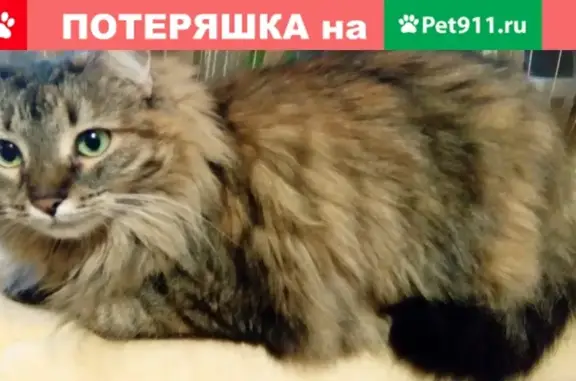 Пропала кошка Масюша в СНТ 