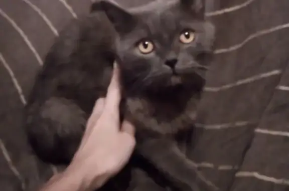 Найдена кошка Потеряшка в Батайске