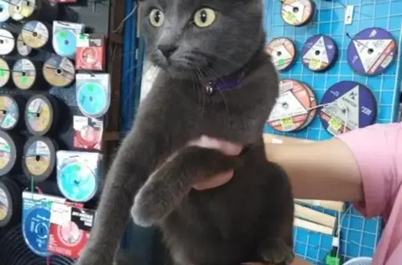 Потерянная кошка в фиолетовом ошейнике, Чита