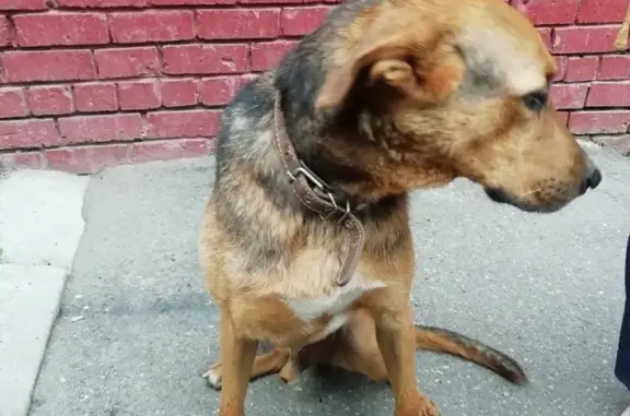 Найдена собака в р-не Баргузина, Иркутск.