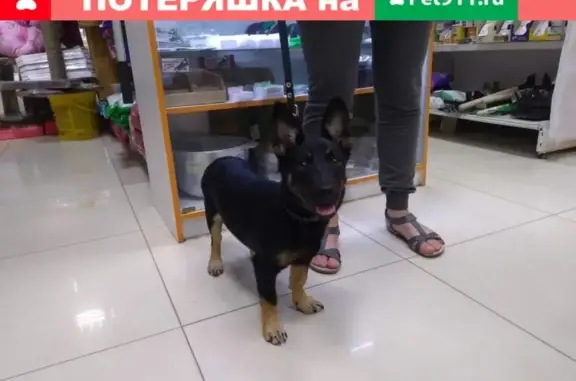 Найдена собака в ТЦ Мария-ра на Коммунарском, Бийск