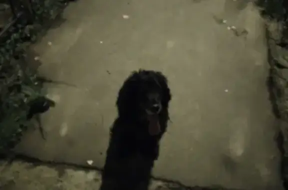 Найдена собака в пос. Чайковского, Московская область