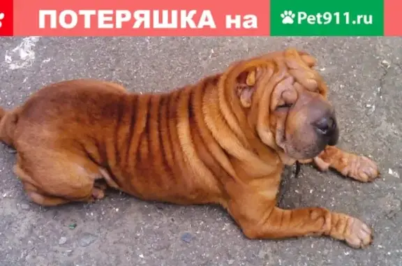 Пропала собака Ричард в Шпаковском районе, ищем в сторону Михайловска.