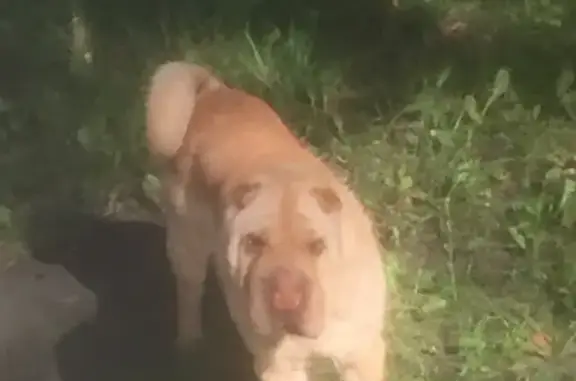 Найдена собака на Новостройке в Брянске!